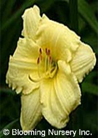 Hemerocallis 'Stella Supreme'